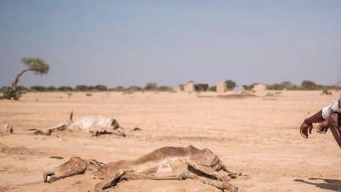 肯尼亚遭遇大旱，205头大象因干旱死亡，它们的尸体如何处理？