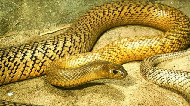 内陆太攀蛇：生性腼腆的“无双毒皇”，为何成为“眼王”的食物
