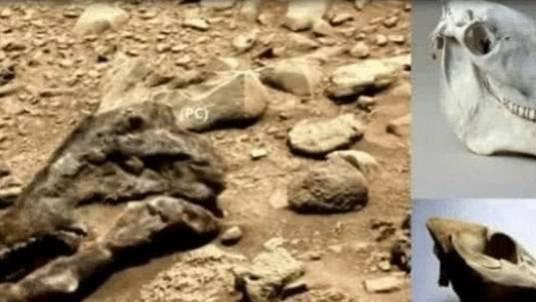 火星发现恐龙古化石？美国“好奇”号传照片火星疑现未知生物骨骸