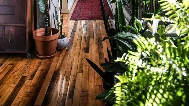 这“五种花”适合养在卫生间，吸潮气除异味，厕所秒变“绿植园”