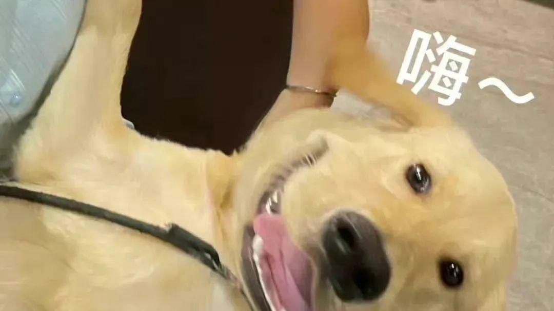 |大冤种的欢乐时光