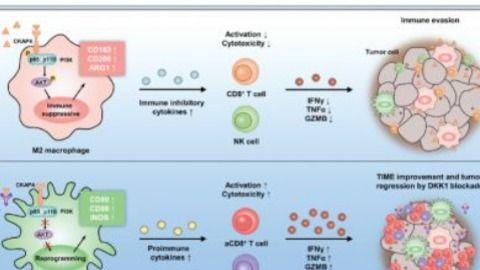 CIR | 南京大学魏嘉教授团队揭示胃癌免疫微环境全新调控靶点