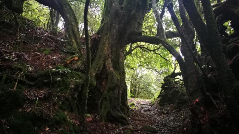 高原|打造文旅新业态！普洱镇沅谋划推出“哀牢山徒步旅游线路”