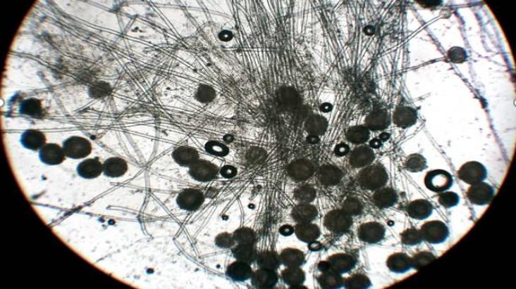 卫生间|一下雨，家里到处发霉，别用酒精喷，教你一招，霉斑自动消失！