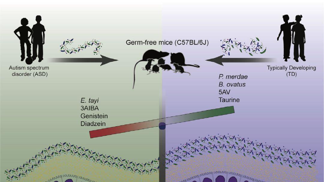 百趣代谢组学解读-ASD研究