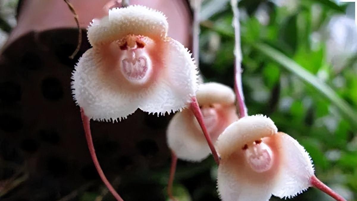 世界上奇葩的十种植物 娃娃眼酷似眼睛恐怖至极