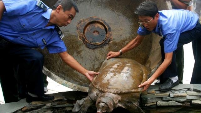“水中熊猫”——鼋