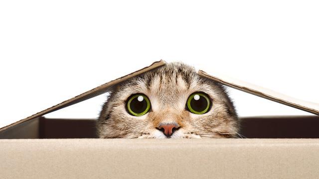 薛定谔的猫是什么？打开盒子之前，猫的生死是无法确定的吗？