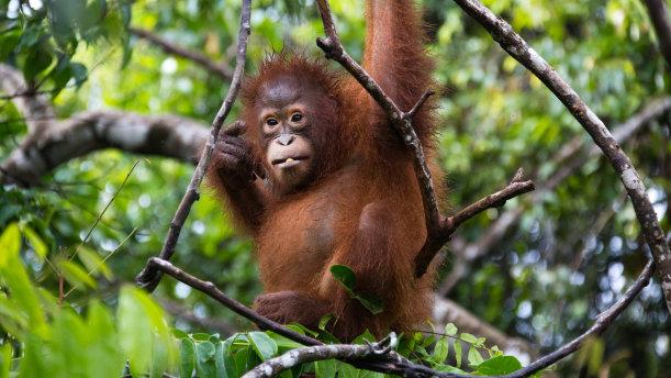 动物在争斗时，它们是怎么知道自己和猛兽的距离的？