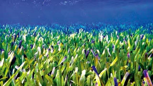 长度180公里！科学家发现世界最大生物，它是如何生长这么巨大？