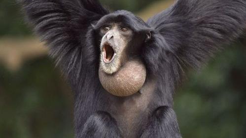 猿是由树上的猴子演化而来吗