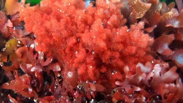 非绿色植物也存在传粉吗？科研人员有了新发现