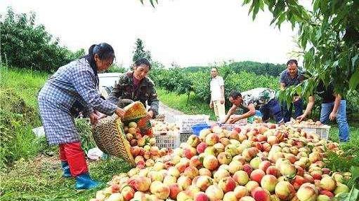 60万斤卖不动，天气越来越热，掉落满地没人要，不少已腐烂