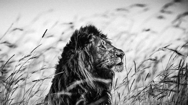 地球猫科之王，强于东北虎，最后一只巴巴里狮被殖民者拍照后射杀
