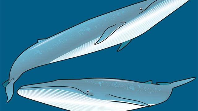 如果不幸被鲸鱼吞进肚子里，会发生什么？还有生还的可能性吗？