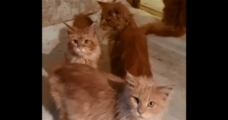 俄罗斯独居妇女家中猝死没人发现 20只猫因没有食物和水啃食主人尸体
