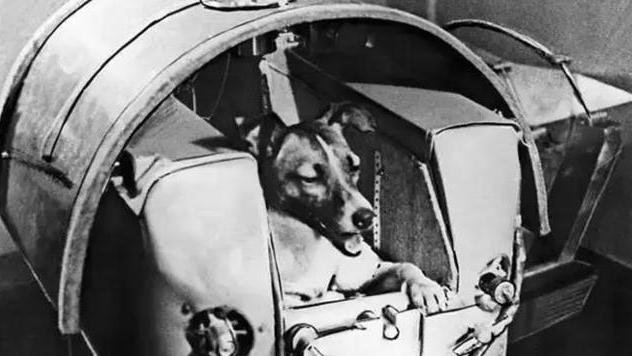 第一只进入太空的狗，在宇宙滞留60多年，为什么人类要毒死它？
