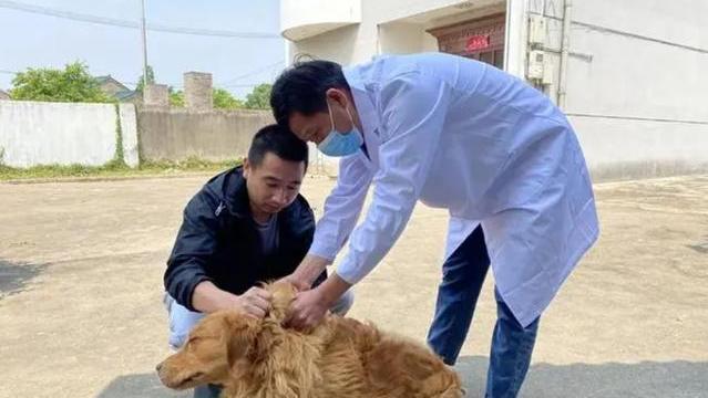 狂犬病究竟有多可怕？发作后几乎无药可救，打疫苗也不安全？