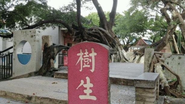 “桥即是树，树即是桥”：南方一座桥由树长成，构造奇特已300年