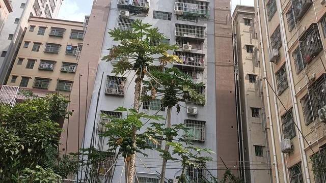 深圳市|深圳农民房爆改公寓了，环境好但我住半年就离开，原因只有3个字