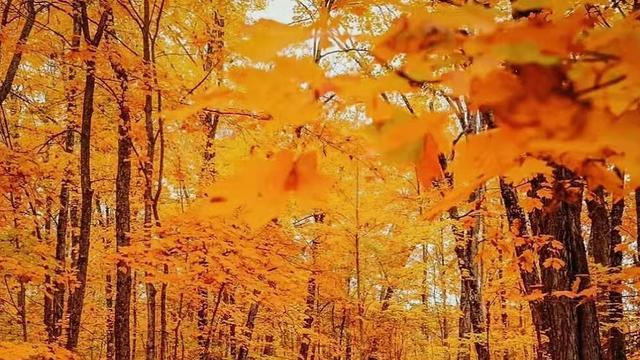 女孩|秋深处，小城静谧萧瑟，雨细风轻