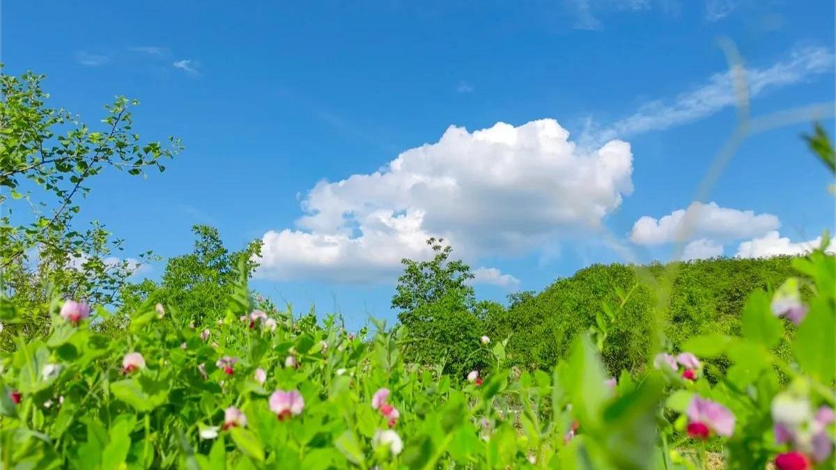 培训机构|她做了小三，却让人讨厌不起来