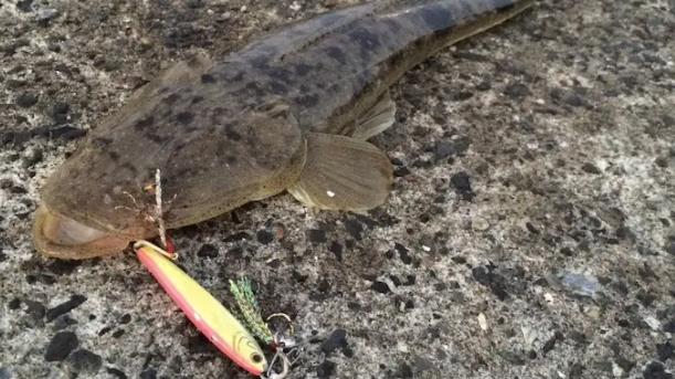 杭州|开海了，海鲜要便宜了，憋了好几个月的钓友终于可以海钓了