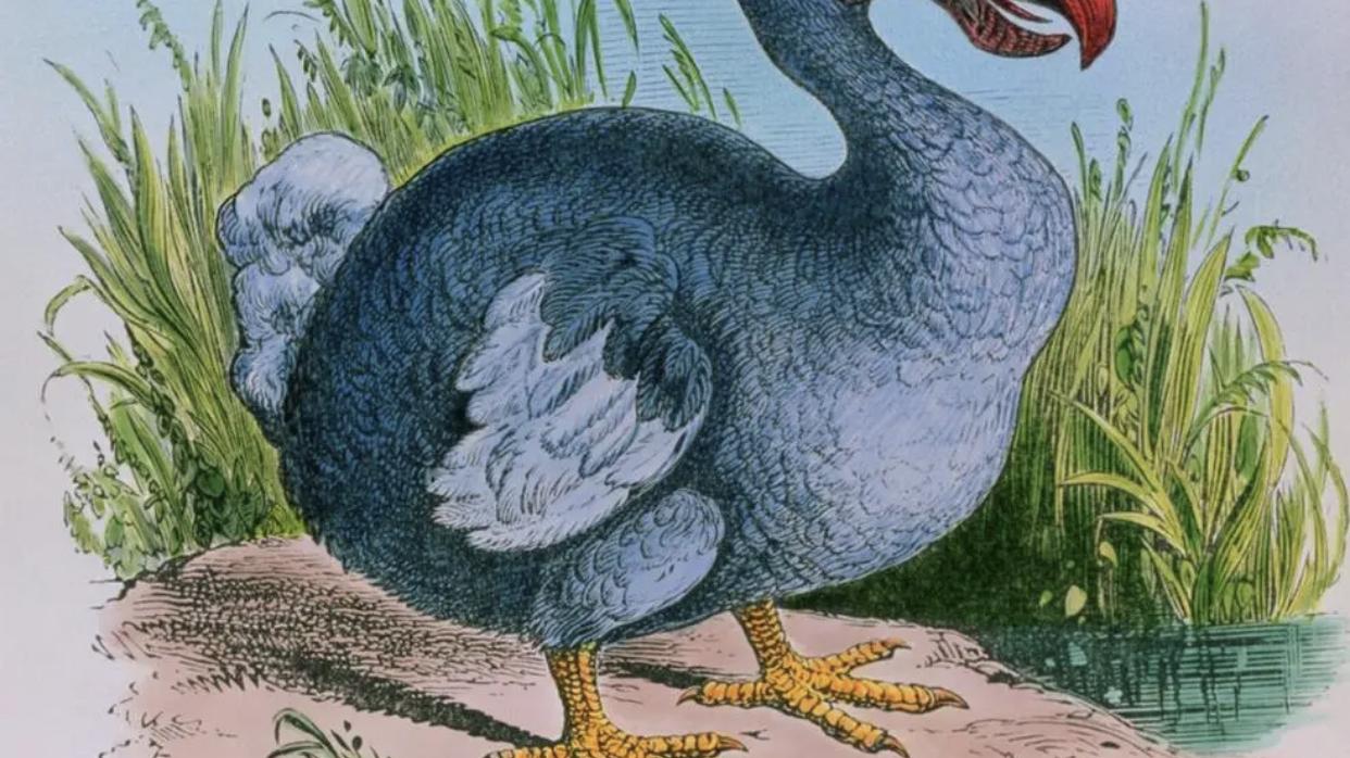 非洲岛国毛里求斯物种之殇 国宝渡渡鸟的惊世浩劫直至消失之谜