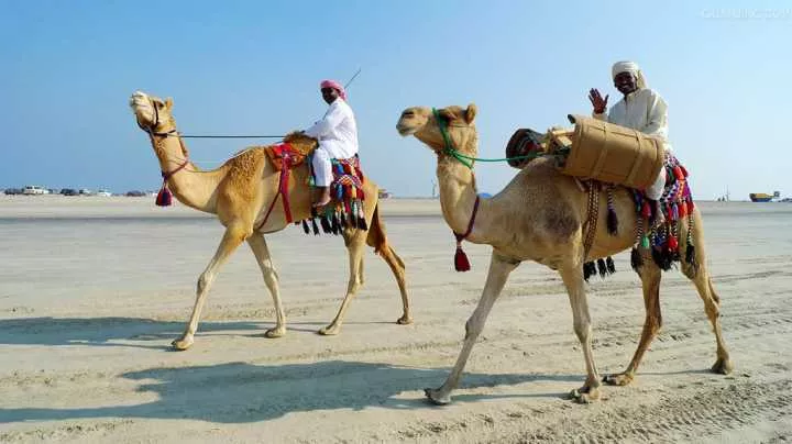姐姐|为什么人不能碰在沙漠中渴死的骆驼？