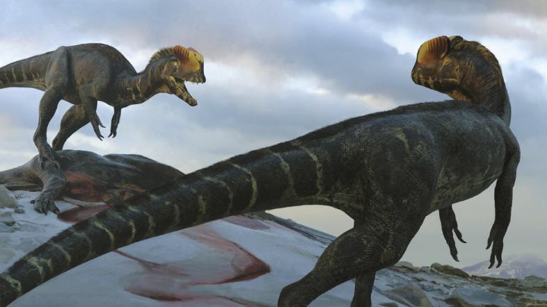 《宝可梦》来源与生态：Mega蜥蜴王为何有龙系？是因为它更像龙？