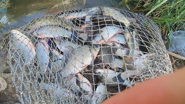 老板娘|我交了200元钓费钓4个小时的鱼，为啥我钓了差不多100斤的鱼不能带走了