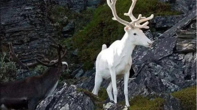 神话是真的！山东诞生珍稀“雪虎”，全身纯白，概率十万分之一