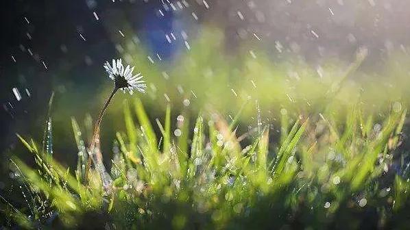 立夏之后，雨水增多，一个妙招驱逐恼人的家庭小强大军