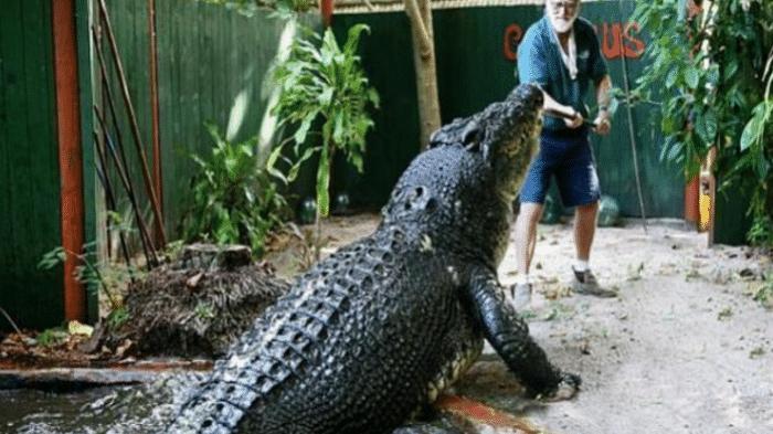 八旬老人捕捉全世界最大鳄鱼喂养30年，它至今还未放弃吃老人