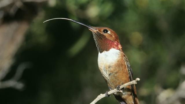 鸟类成为迁徙距离最远的动物，只因它们拥有别样的飞行能力