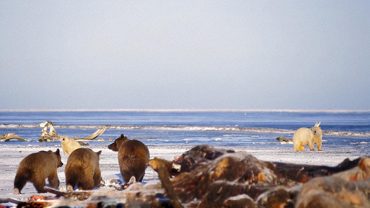 大棕熊北上入侵领地，公北极熊忙着逃命，带仔母熊被迫出来迎敌