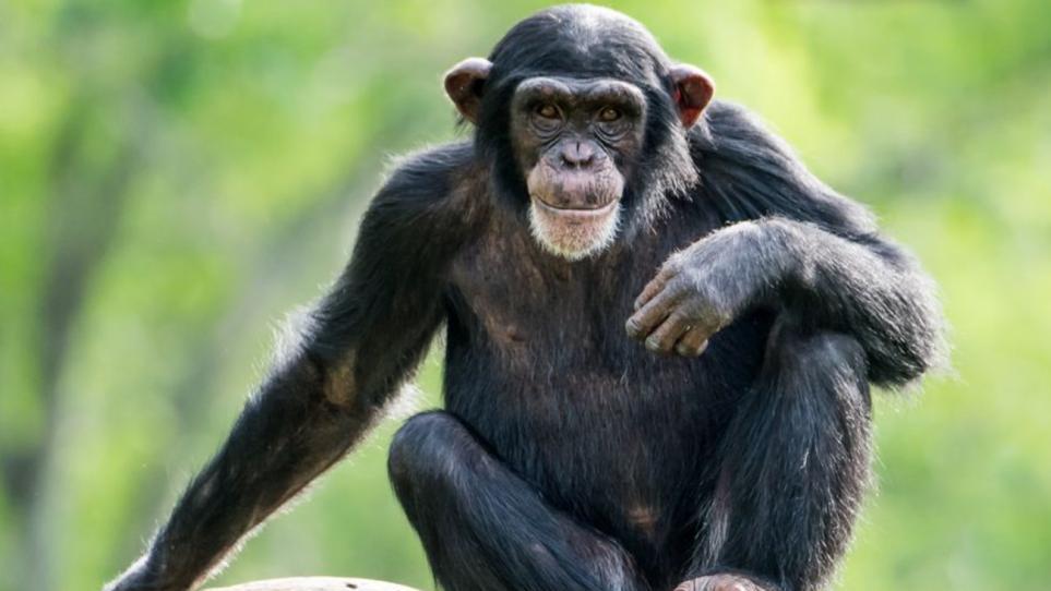 第二文明将出现？科学家：黑猩猩学会挖井取水，猴子仍在“进化”