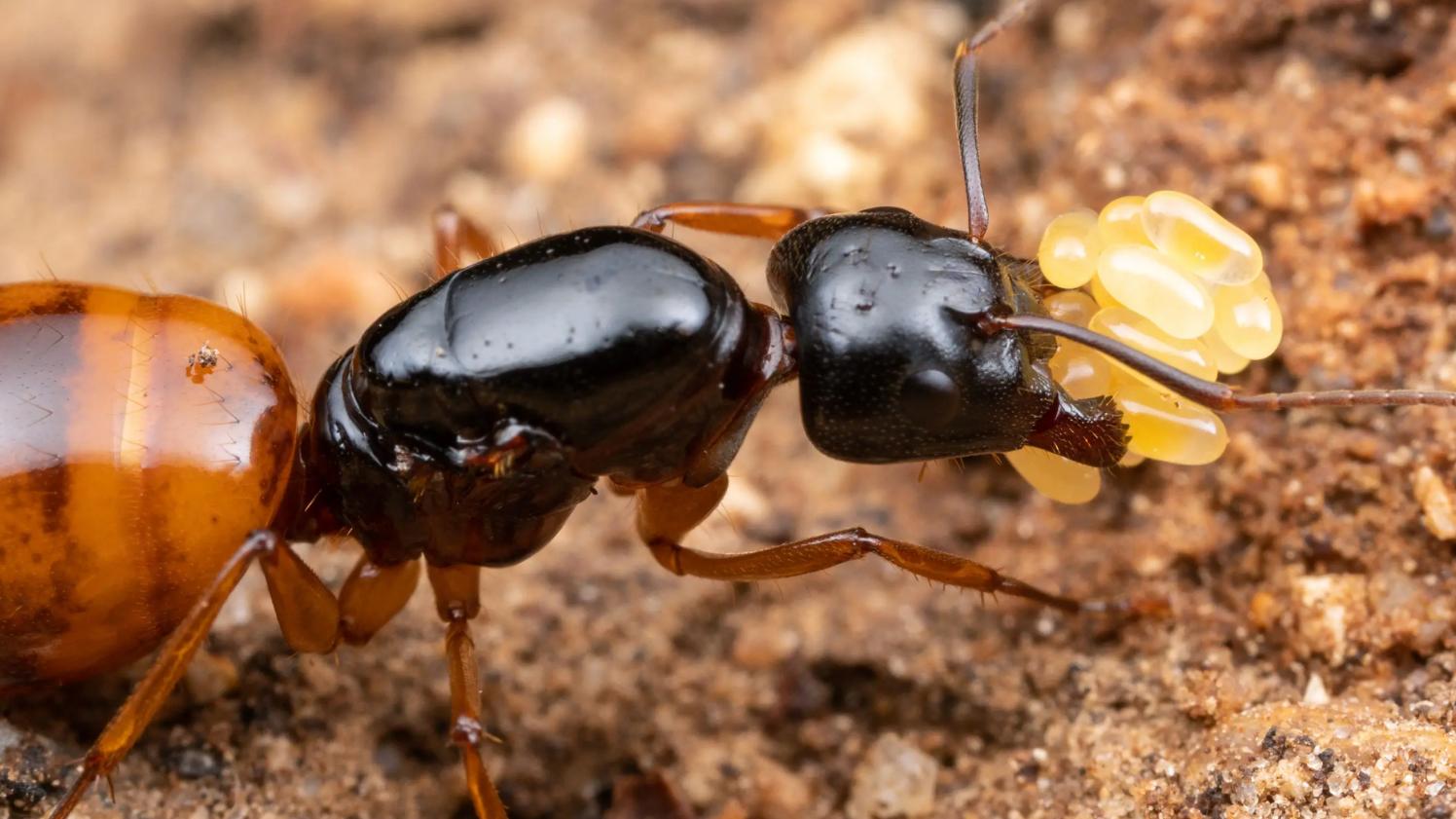 地球上最完美的生物！不是人类，而是微不起眼的蚂蚁
