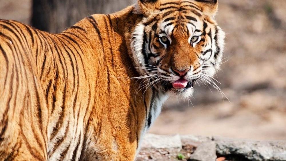 完达山一号回来了？黑龙江饶河又现东北虎！攻击力多强、伤人咋办