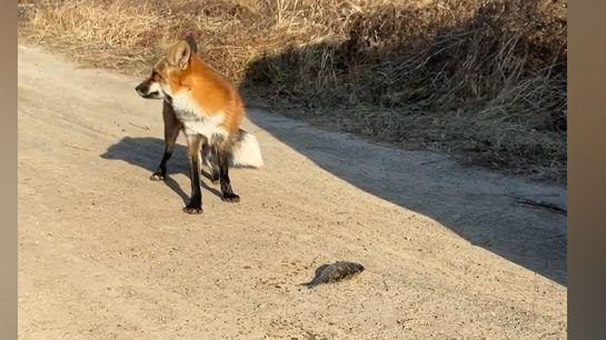 狐狸|小伙钓鱼碰上小狐狸，连续5天都来讨食：整得跟上班一样准时