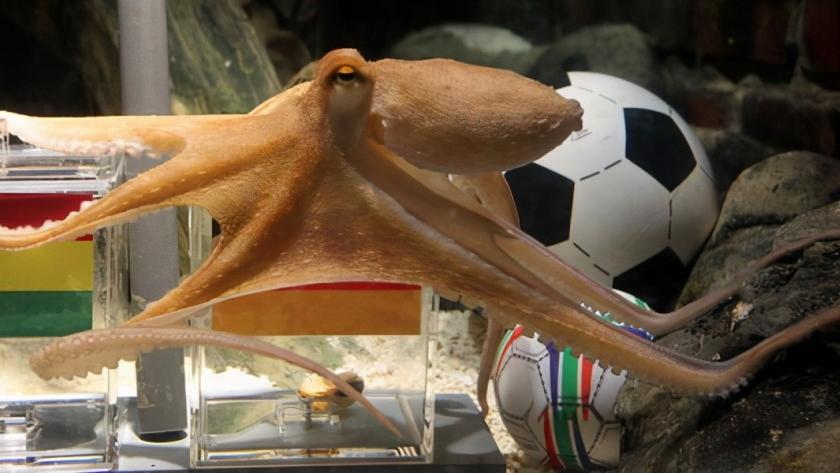 章鱼智力已高到“令人无法理解的地步”，为啥没爬到食物链顶端？