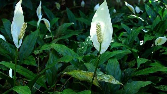 一个密闭的空间里，多少株植物产生的氧气能供一个人呼吸？