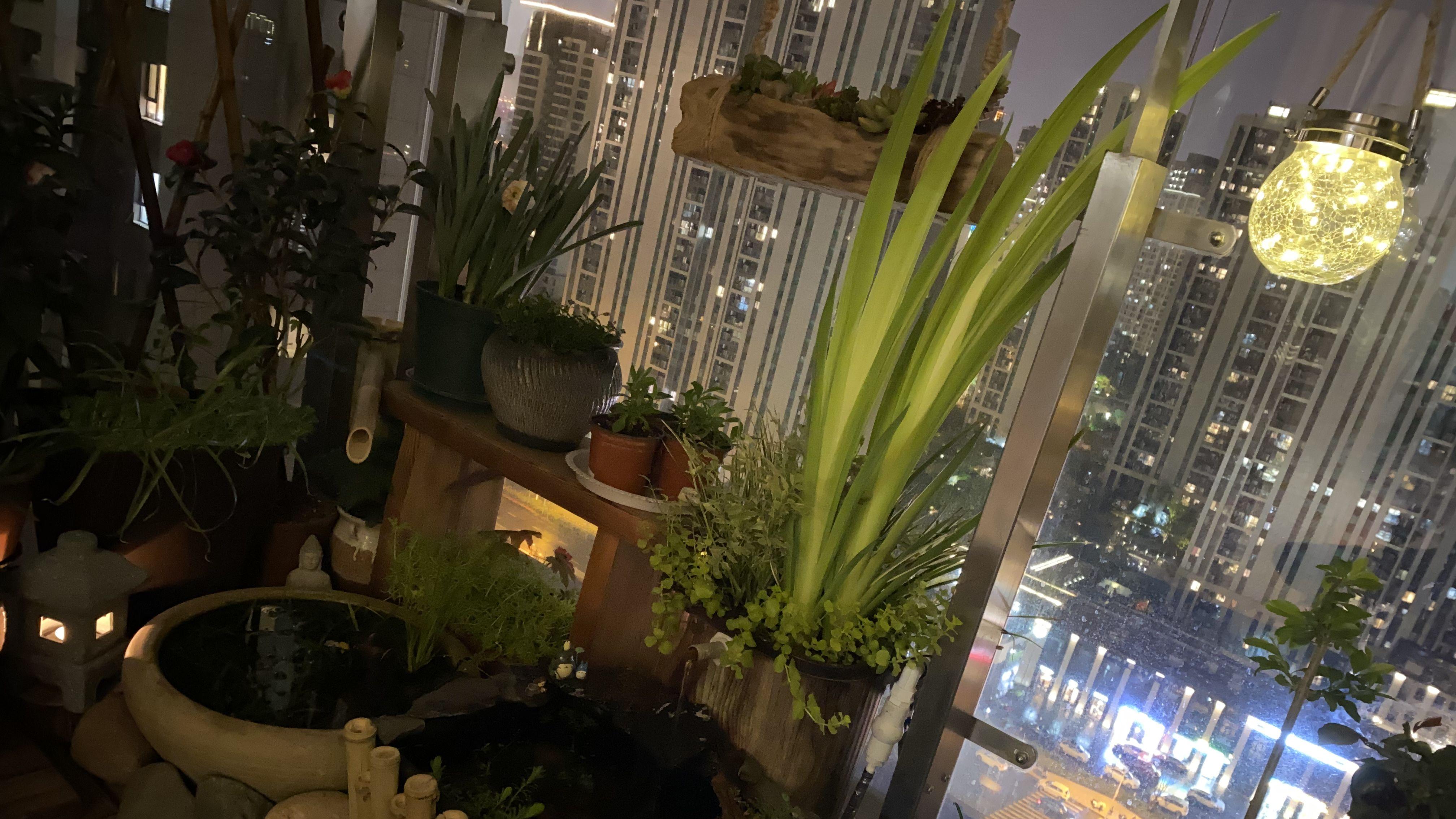 怎么把小户型的生活阳台变成花园？