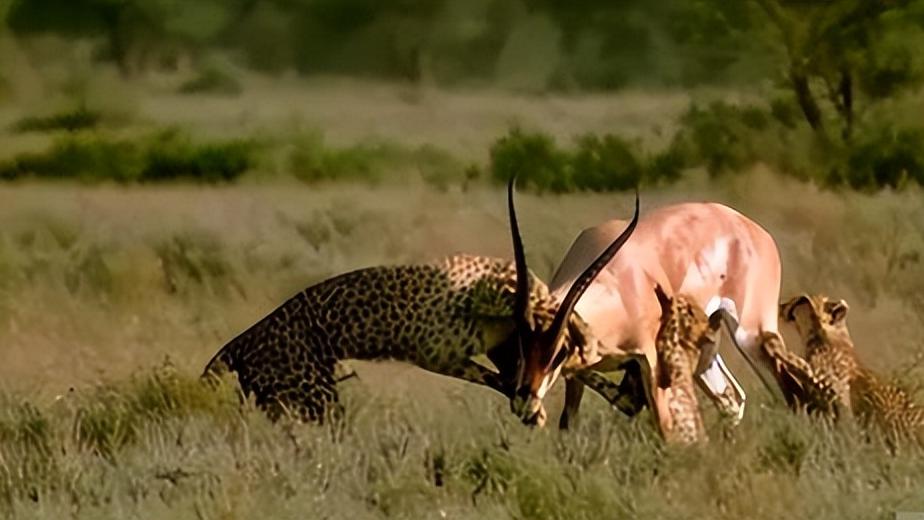 百公里加速只需要3秒的顶级猎手猎豹，竟被羚羊猎杀，太罕见了！