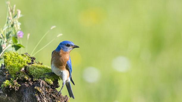 鸟类的性别是否可以改变？