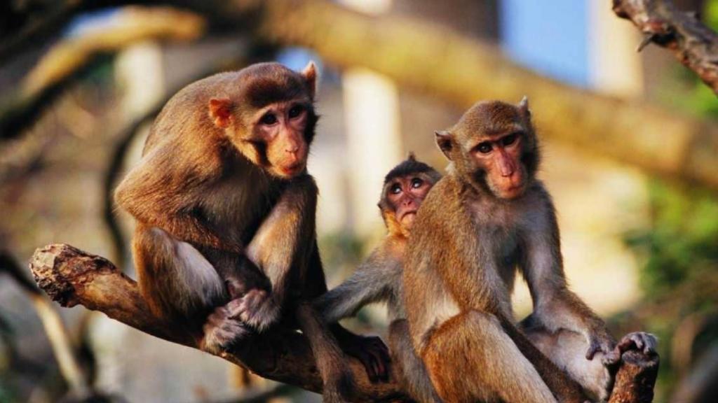 用猴子实验作用到底有多大，又是否违背人道主义呢？