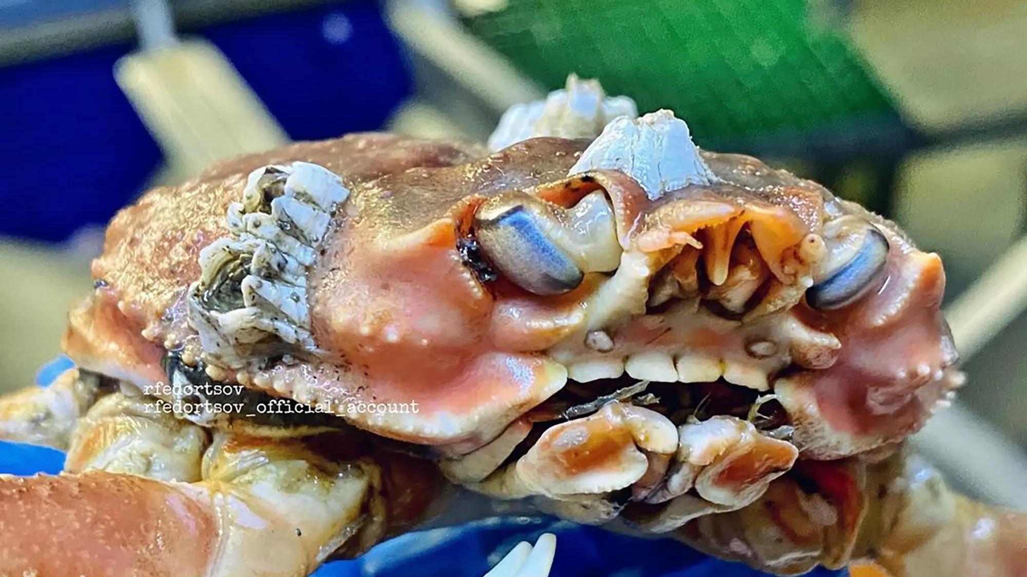 一只螃蟹竟长出人类牙齿，四个大门牙整齐光洁，就是有点惊悚
