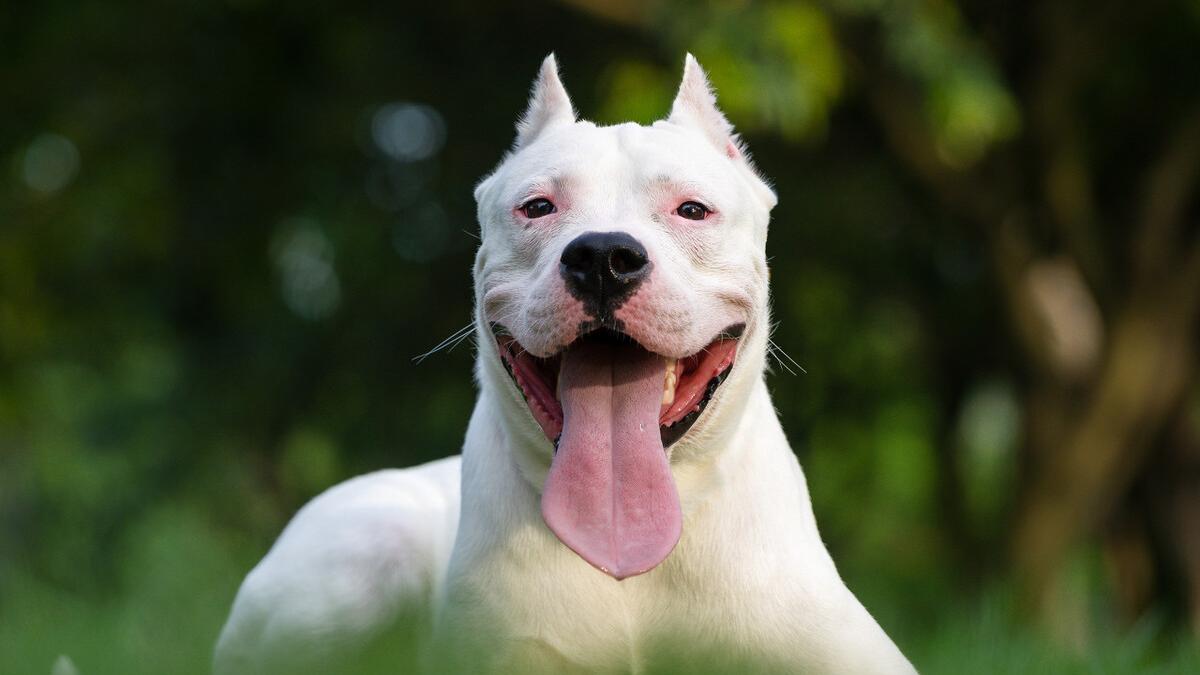 动物怎么拍才生动？不妨先看看这4个摄影技巧？