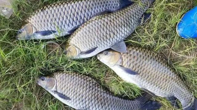 个头不大却是“鱼中极品”的6种鱼，小时候河里常见，如今成稀罕货