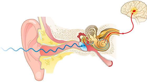 科学家发现听觉的微观机制 揭示内耳关键结构